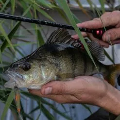 Daiwa Ninja Drop Shot Rod Rods -Cheap Daiwa Store daiwa ninja drop shot rod lifestyle 3