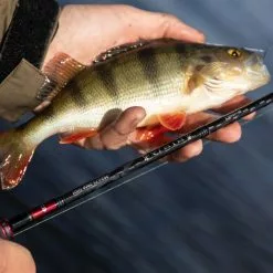 Daiwa Ninja Drop Shot Rod Rods -Cheap Daiwa Store daiwa ninja drop shot rod lifestyle 4